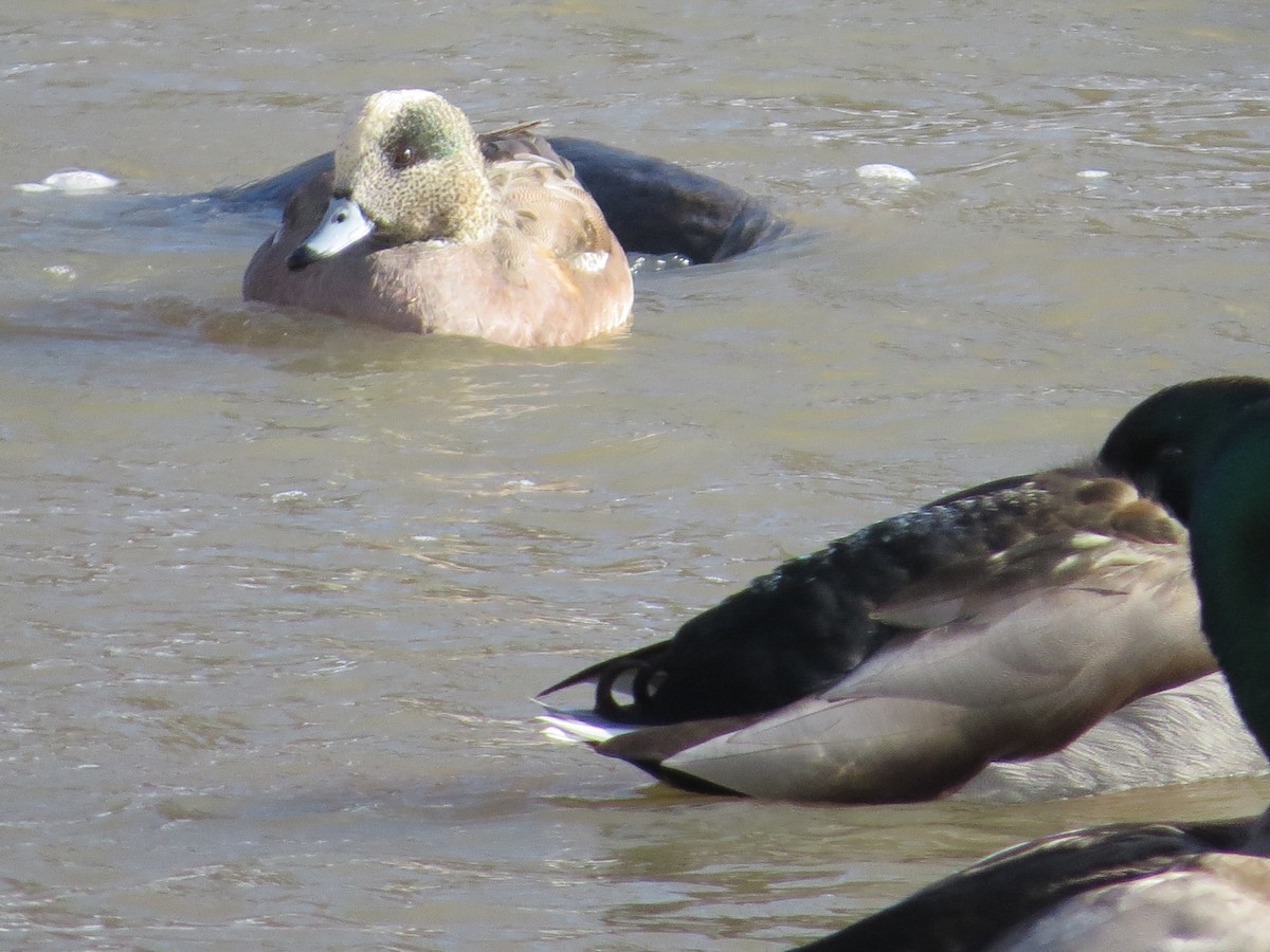American Wigeon - ML558780571
