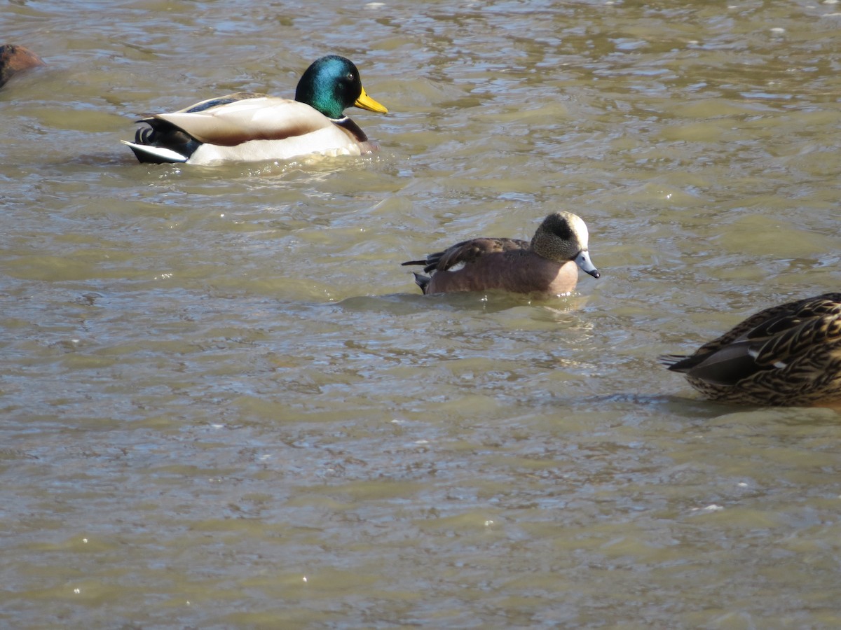 American Wigeon - ML558781381