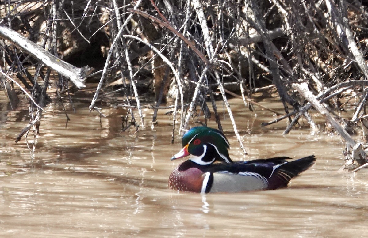 Wood Duck - ML558782431