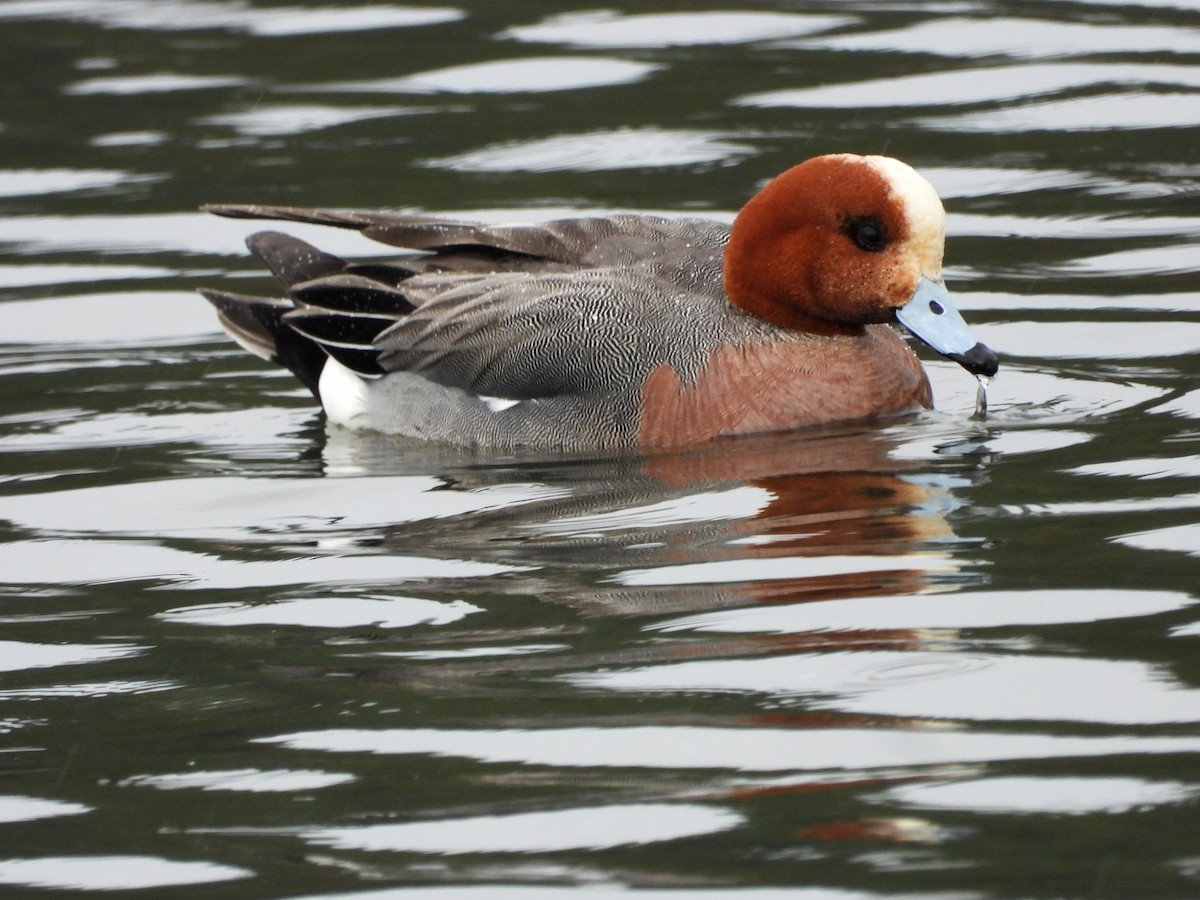 Canard siffleur - ML558785471