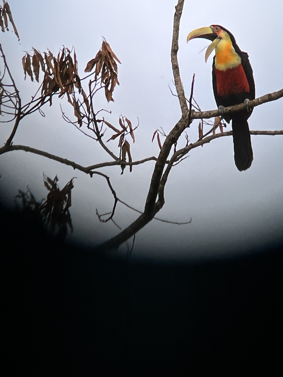 Red-breasted Toucan - ML558785991