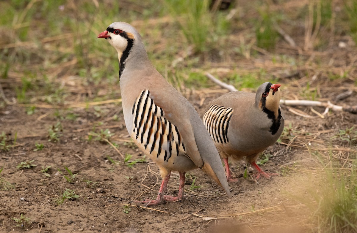 Chukar - ML558786071