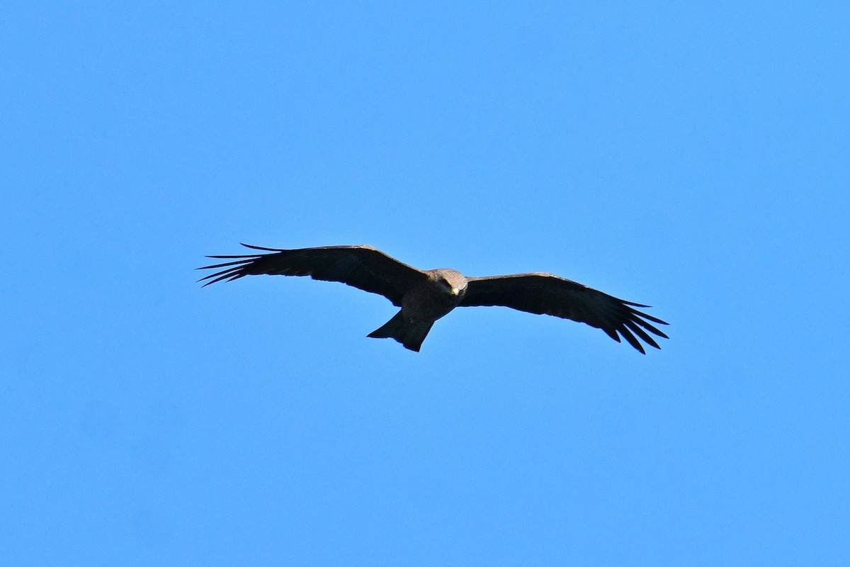 Black Kite - Mathias Haffner