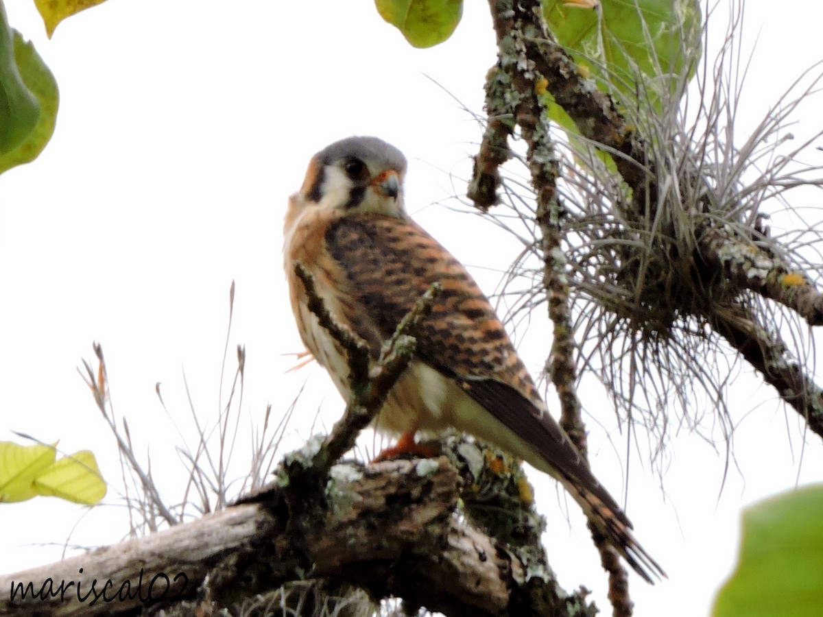 American Kestrel - ML558787061