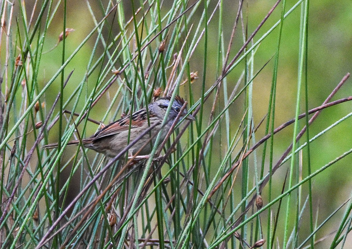 Swamp Sparrow - ML558787111