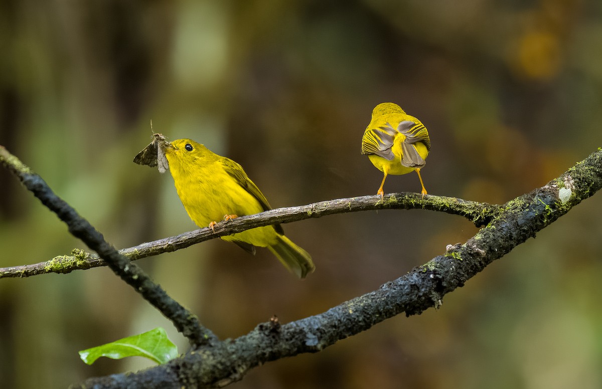 Gobemoustique canari - ML558788271