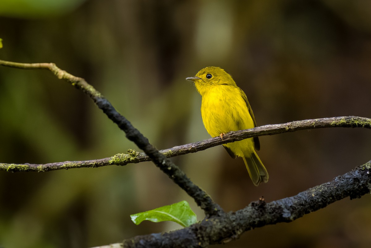 Citrine Canary-Flycatcher - ML558788281