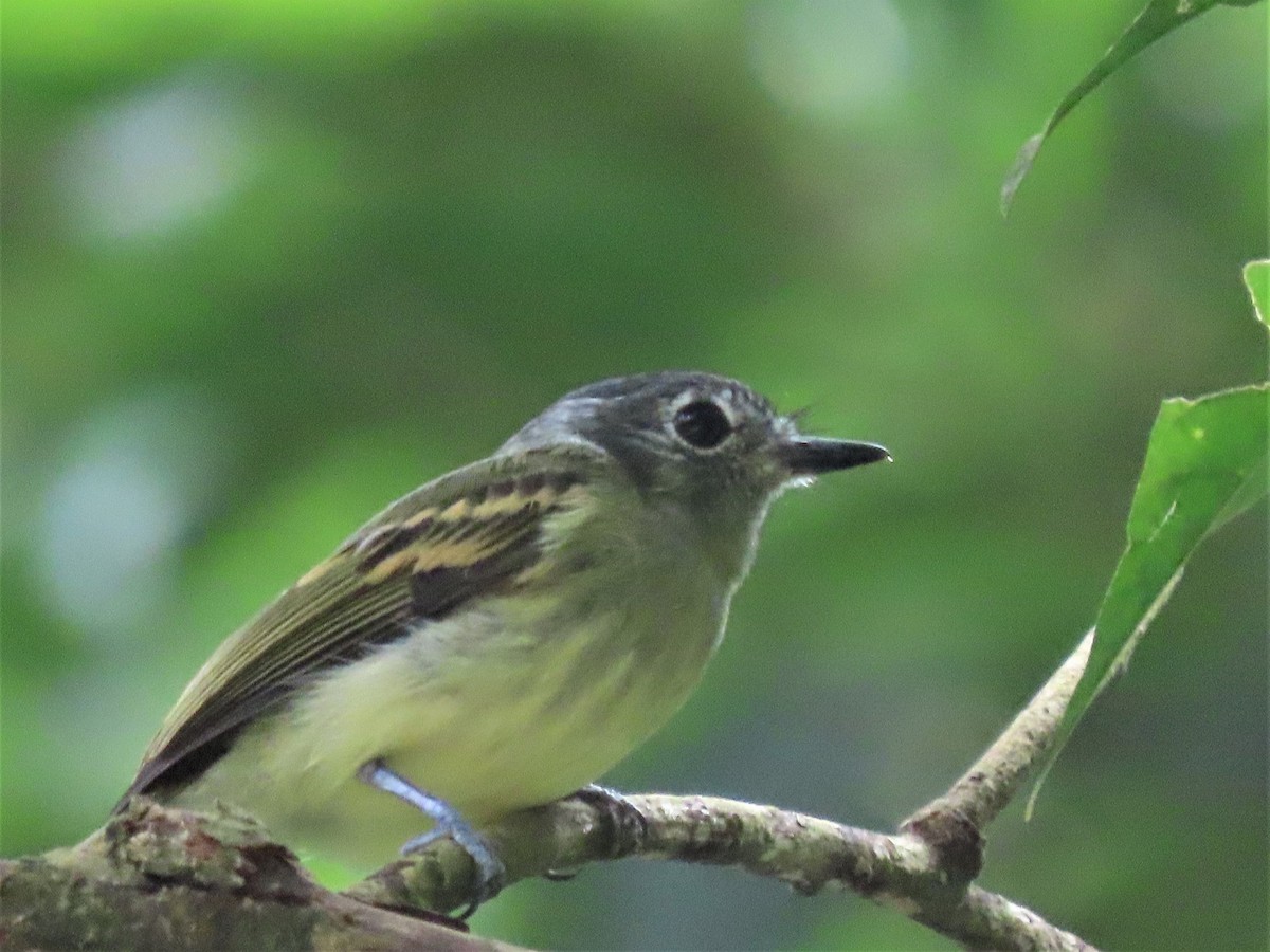 Slaty-capped Flycatcher (superciliaris) - ML558788731