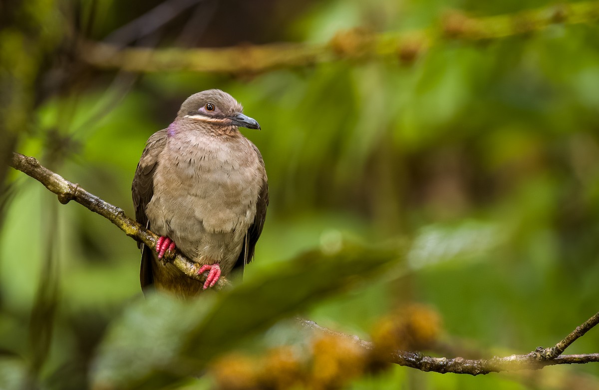 holub ametystový (ssp. amethystinus/imeldae) - ML558788981