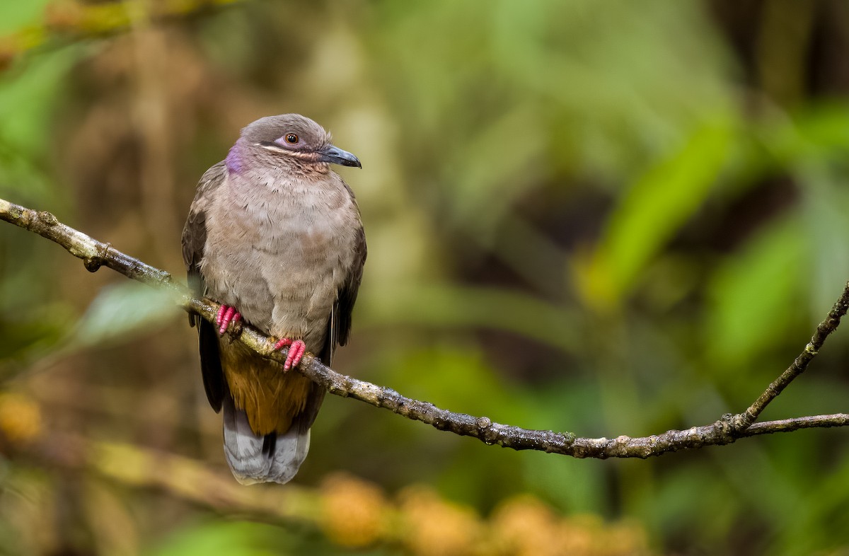 Amethyst Brown-Dove (Amethyst) - ML558788991