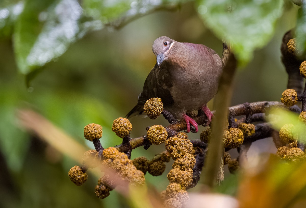 Ametist Esmer Kumrusu (amethystinus/imeldae) - ML558789001