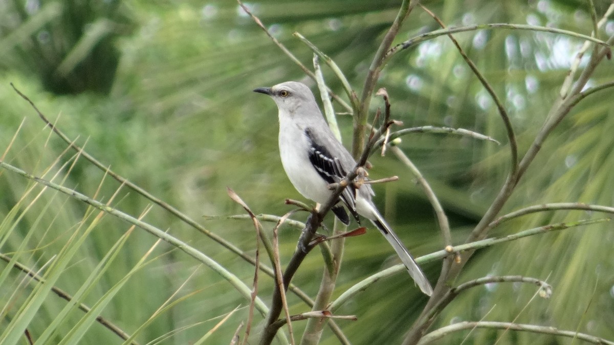 Tropical Mockingbird - Javier  Estrada