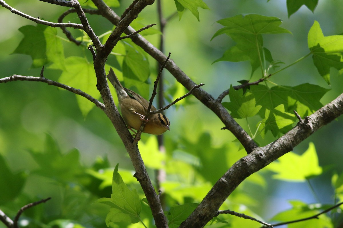 Worm-eating Warbler - ML558790961