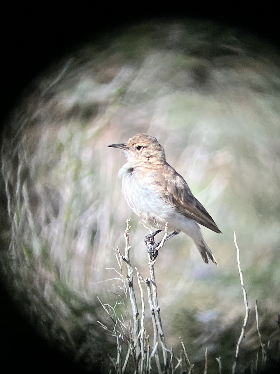 コウゲンジカマドドリ - ML558791011