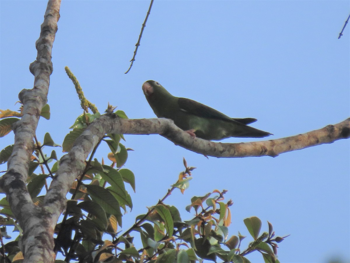 Orange-chinned Parakeet - Doug Kibbe