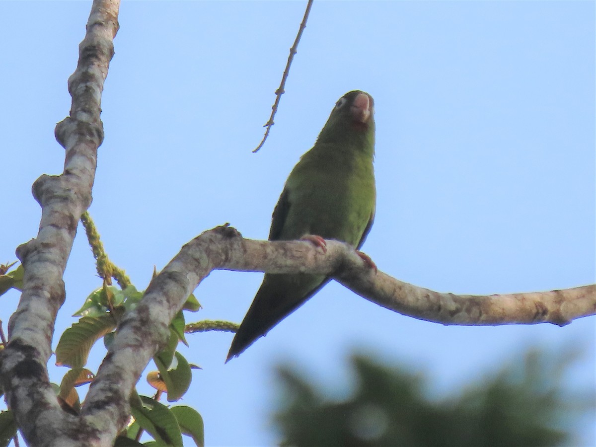 Orange-chinned Parakeet - Doug Kibbe