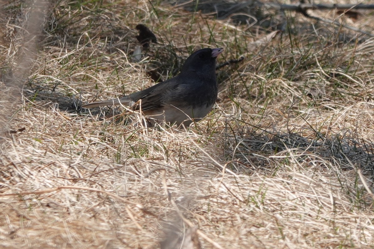 Dark-eyed Junco - ML558795501