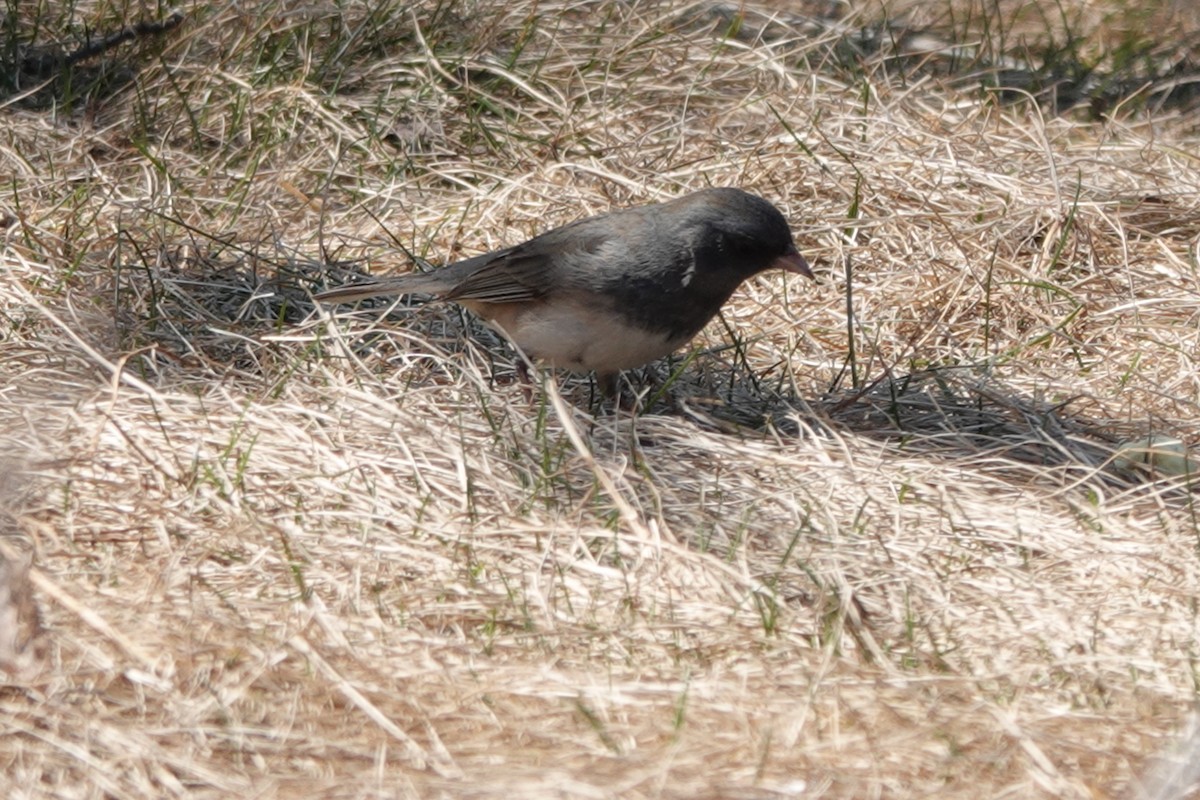 Dark-eyed Junco - ML558795511