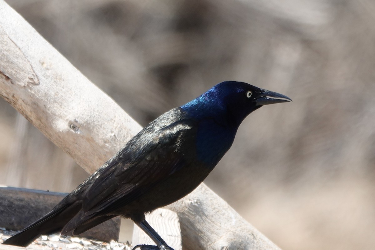 Common Grackle - ML558796191