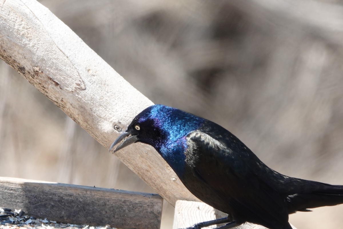 Common Grackle - ML558796201