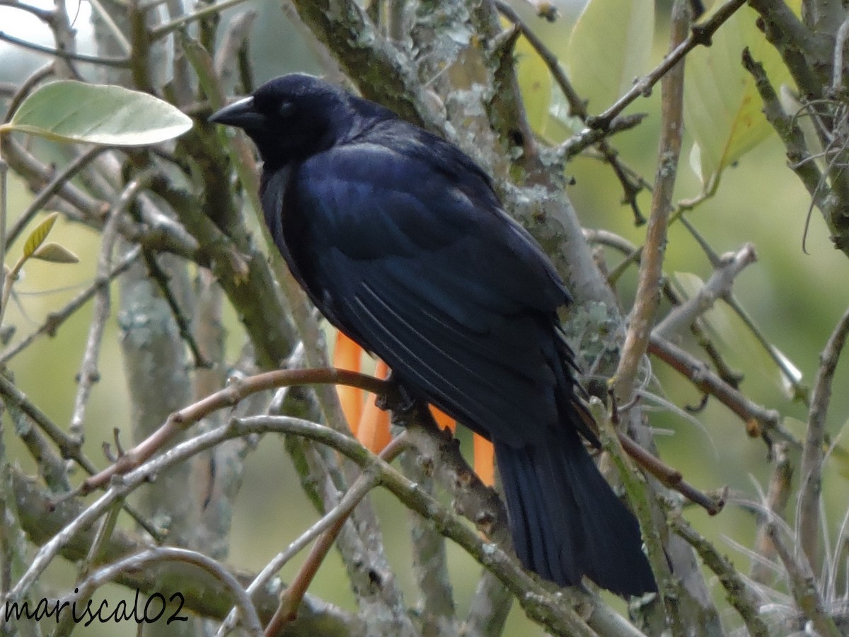 Shiny Cowbird - ML558797171