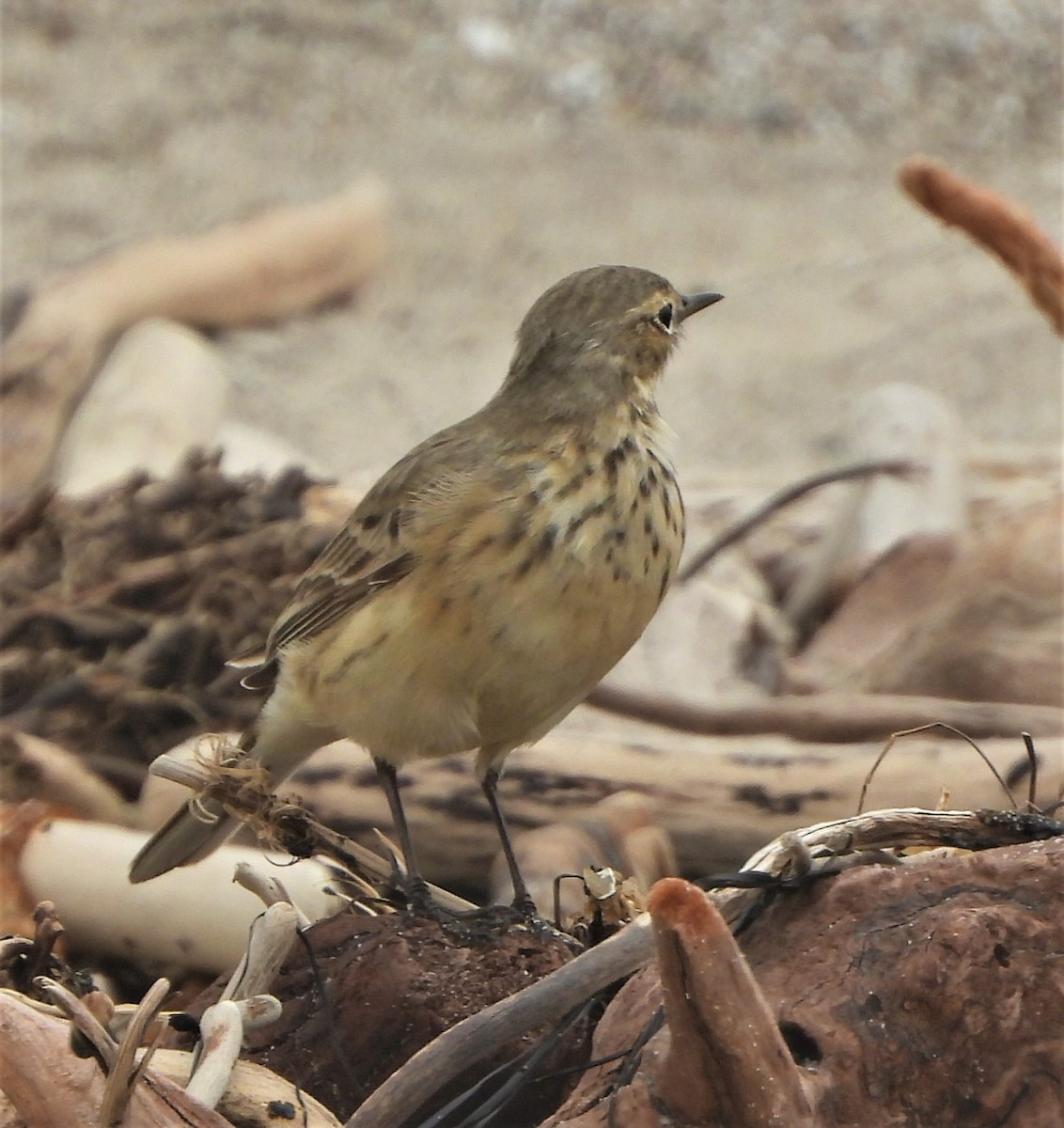 Pipit d'Amérique - ML558797671