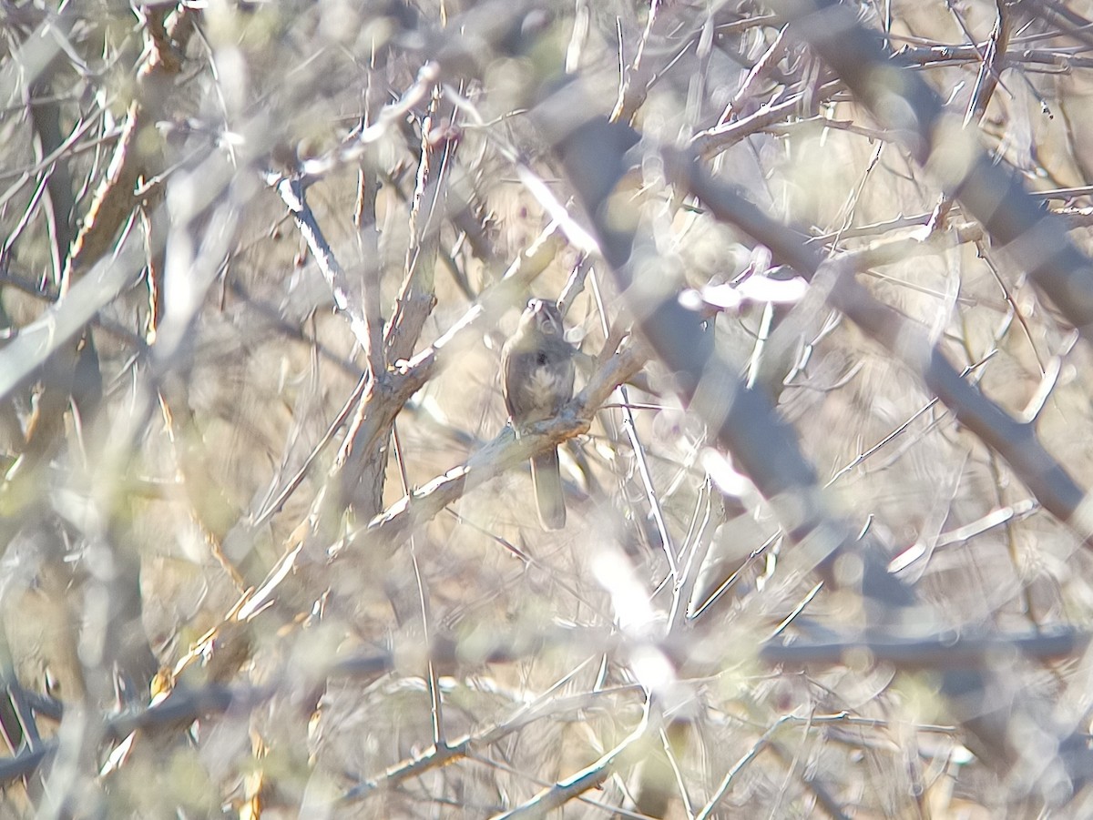 Five-striped Sparrow - ML558798201