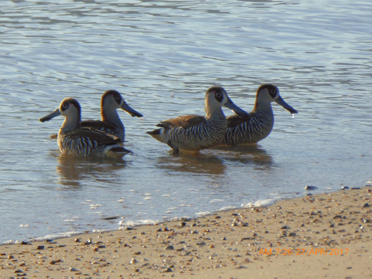 Pink-eared Duck - ML55879821