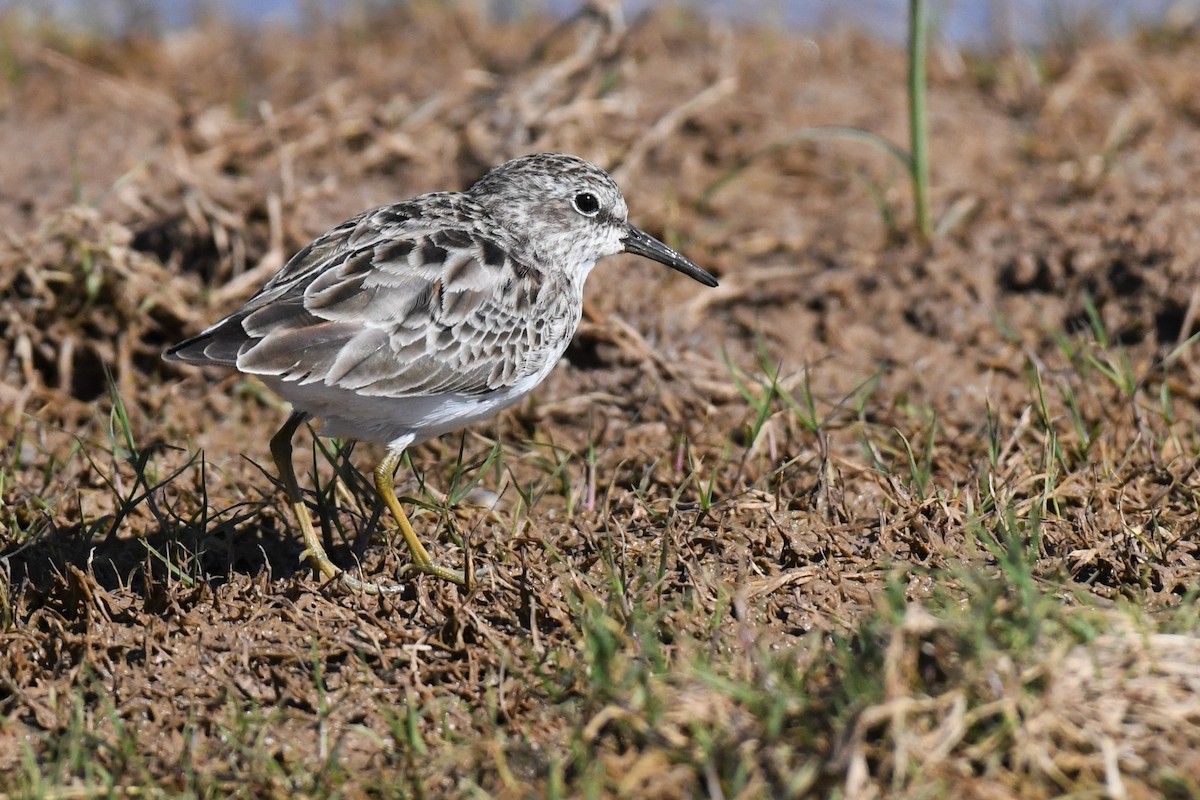 pygmésnipe - ML558798781