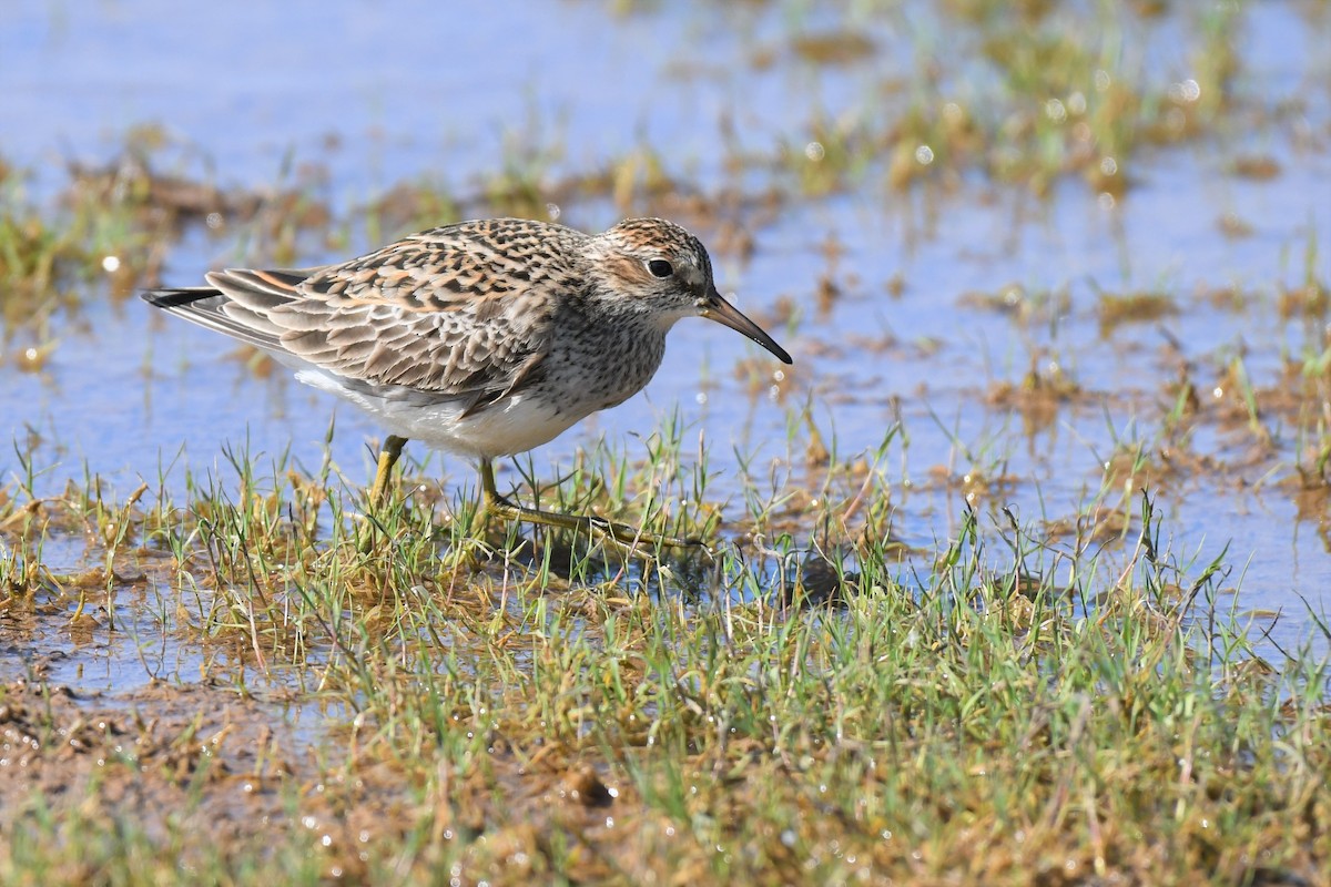 Pectoral Sandpiper - Bill Eisele