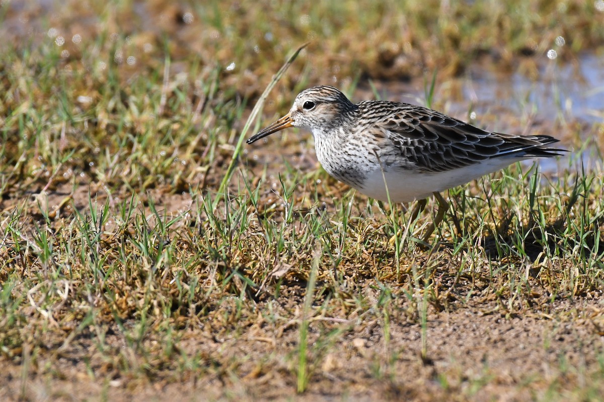 Pectoral Sandpiper - ML558799041