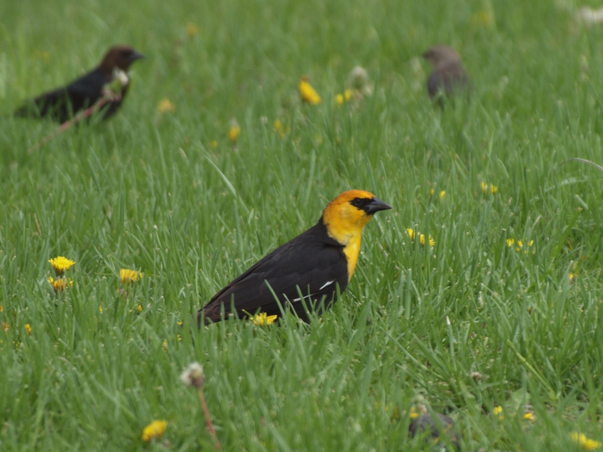 Yellow-headed Blackbird - ML558802581