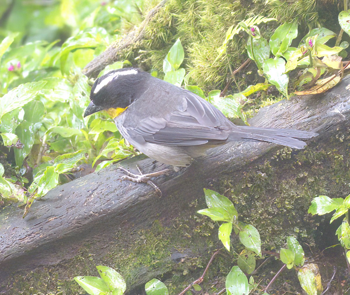 White-naped Brushfinch - ML558806241