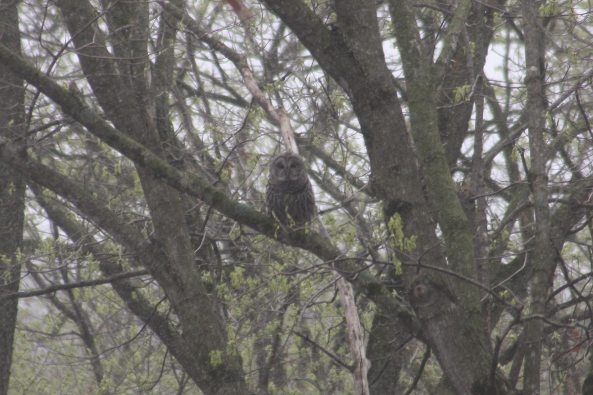 Barred Owl - ML558807011