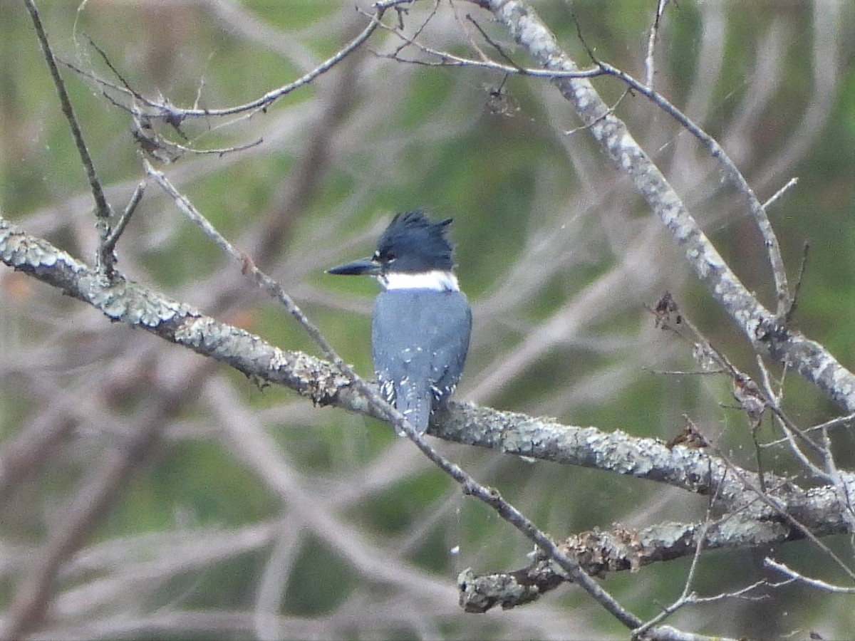 Belted Kingfisher - ML558807651