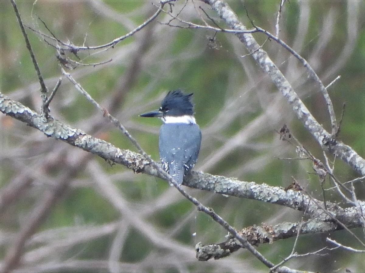 Belted Kingfisher - ML558807651