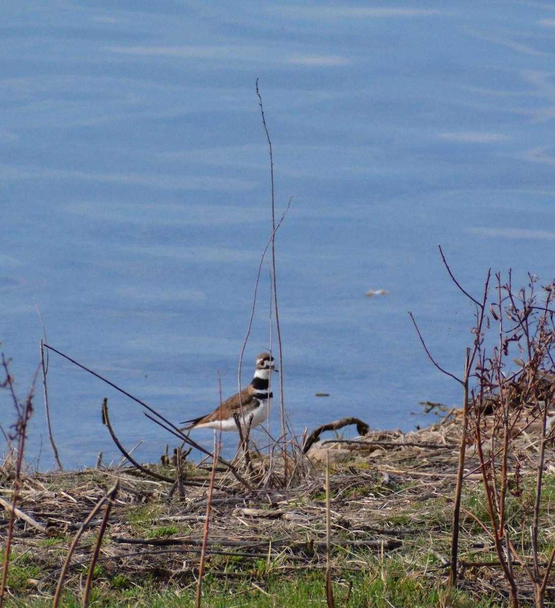 Killdeer - ML558807841