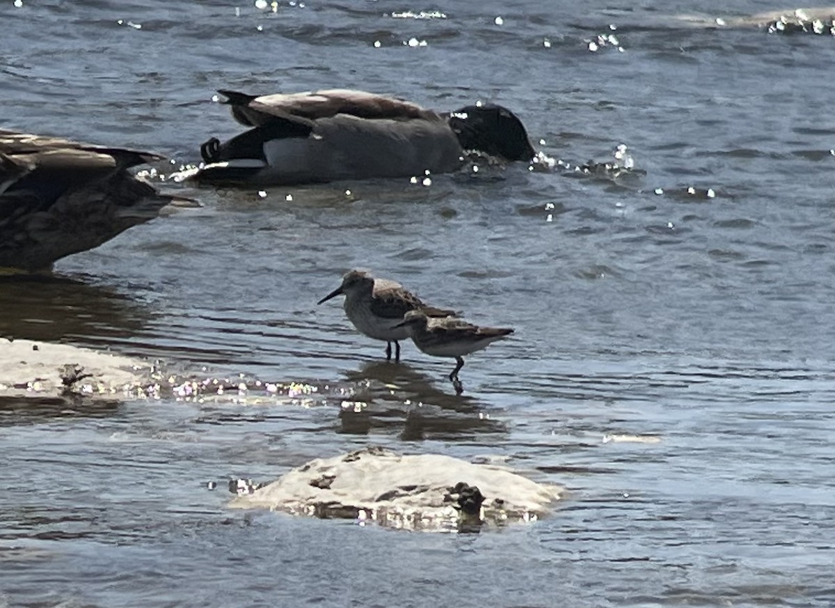 Dunlin - ML558808381