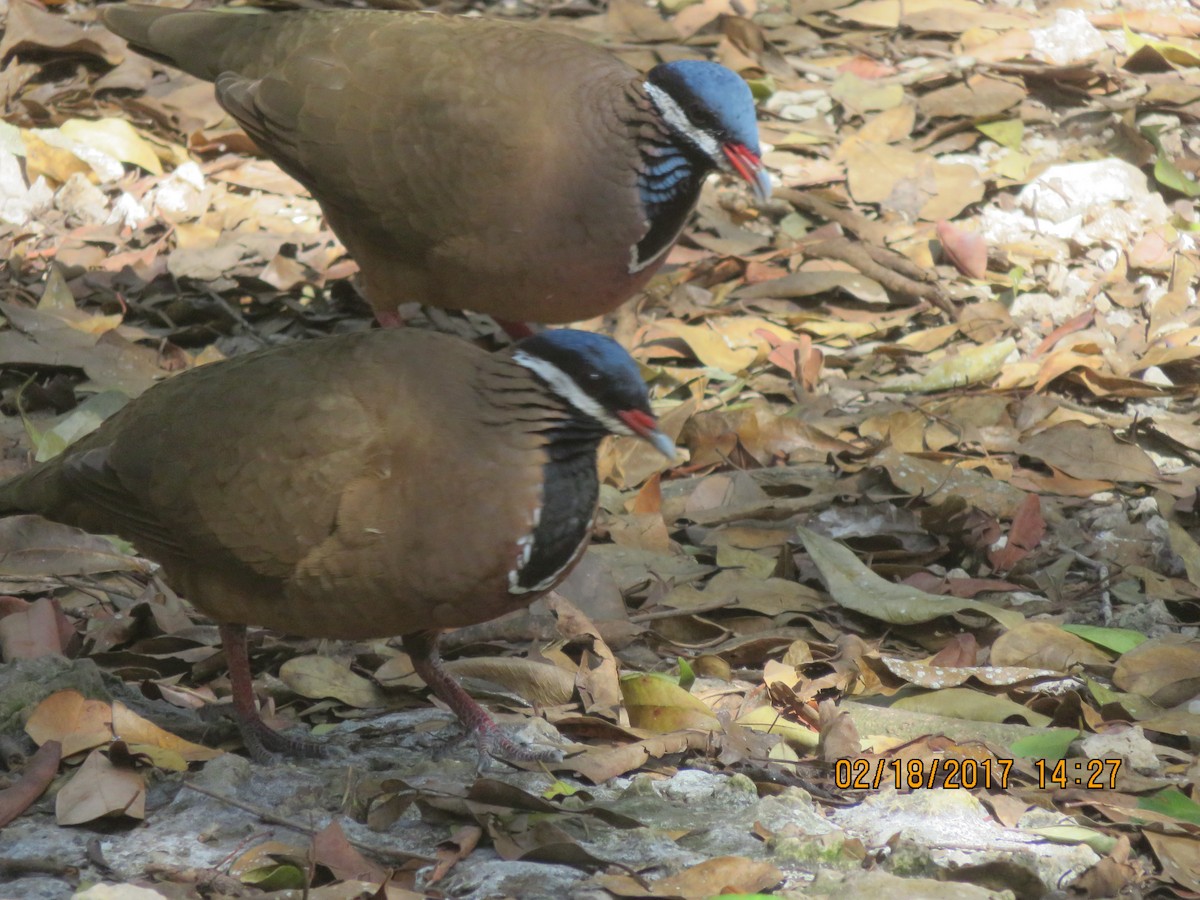 Blue-headed Quail-Dove - ML55880981