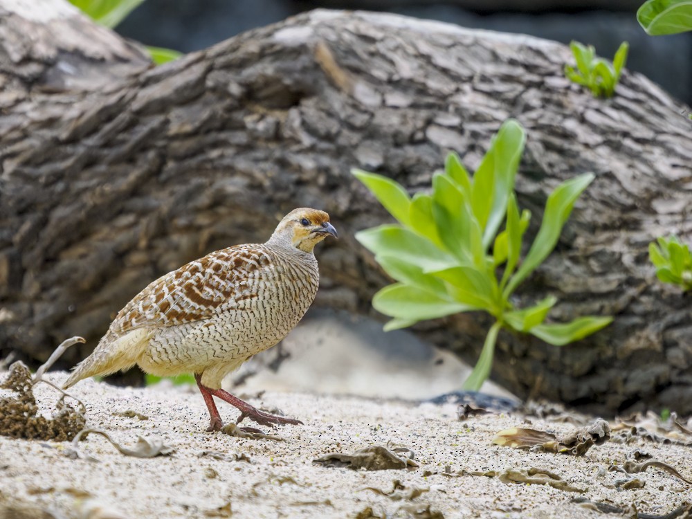 Gray Francolin - ML558810521