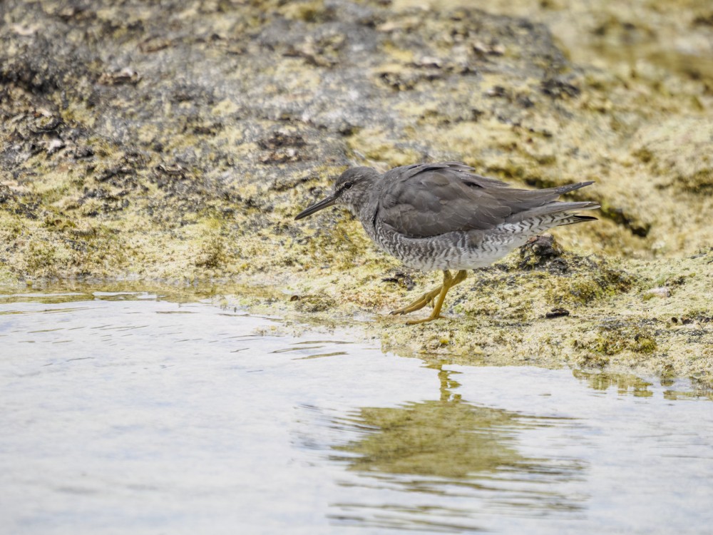 Wandering Tattler - Eleanor H Sarren