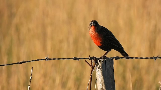 White-browed Meadowlark - ML558811251