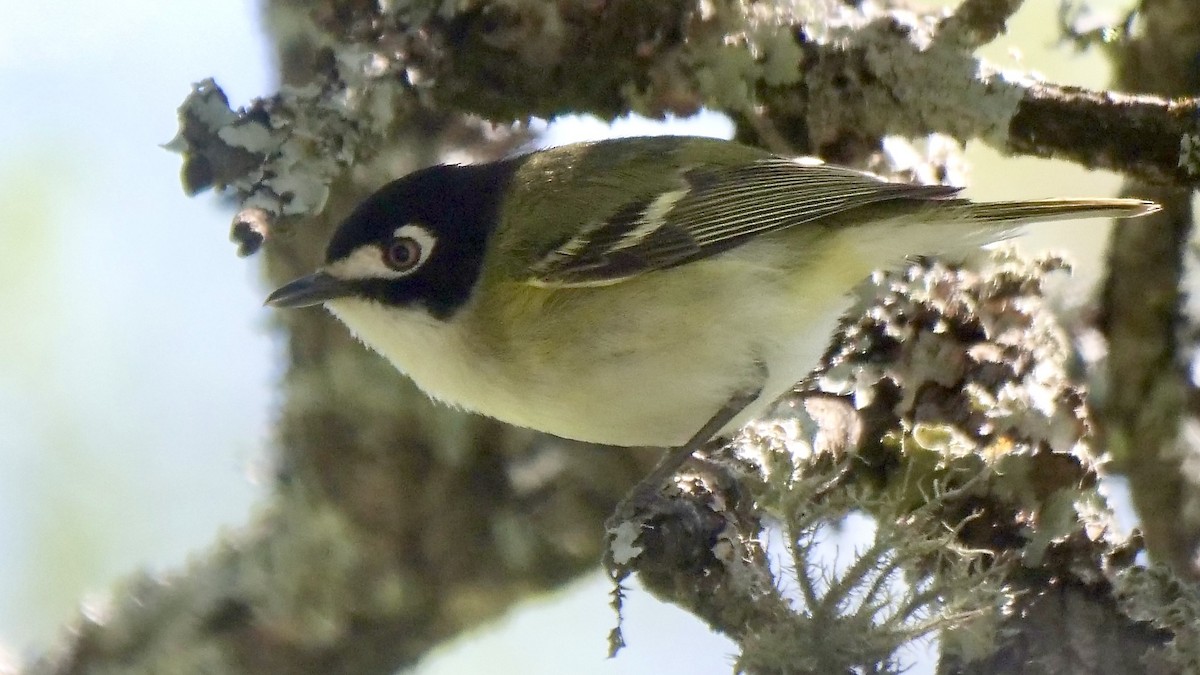 Black-capped Vireo - ML558811541
