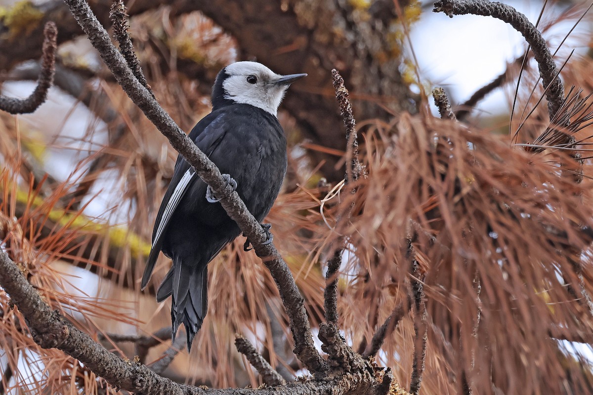 White-headed Woodpecker - Nathan Wall