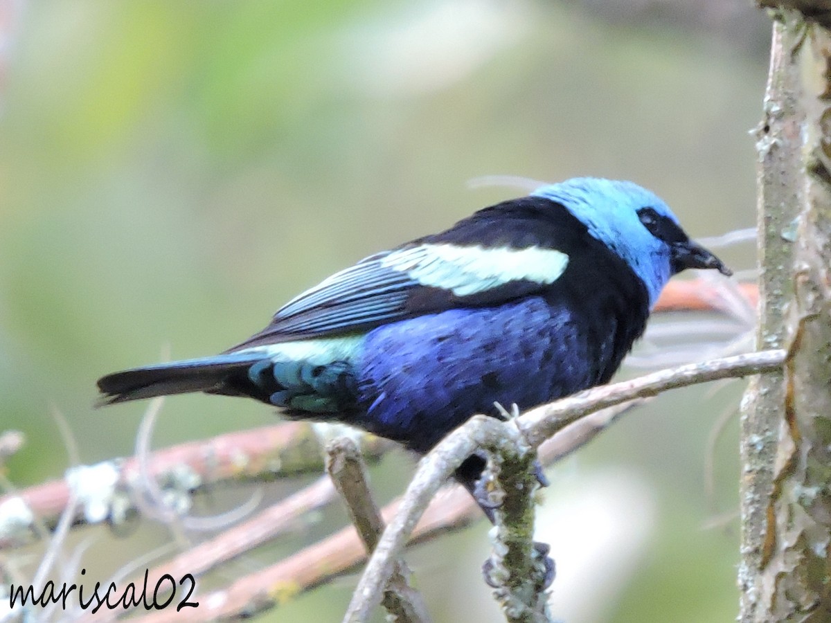 Blue-necked Tanager - ML558811591