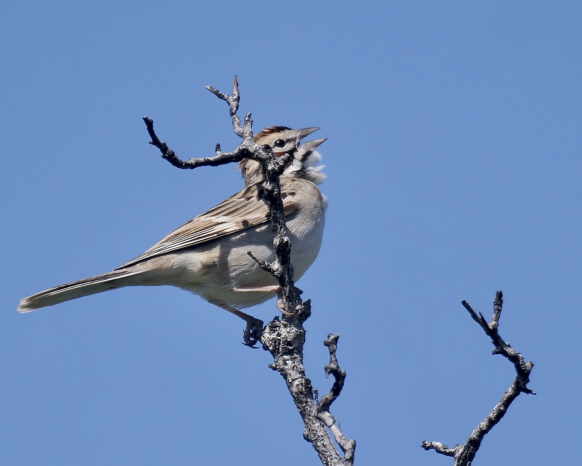 Lark Sparrow - ML558811821