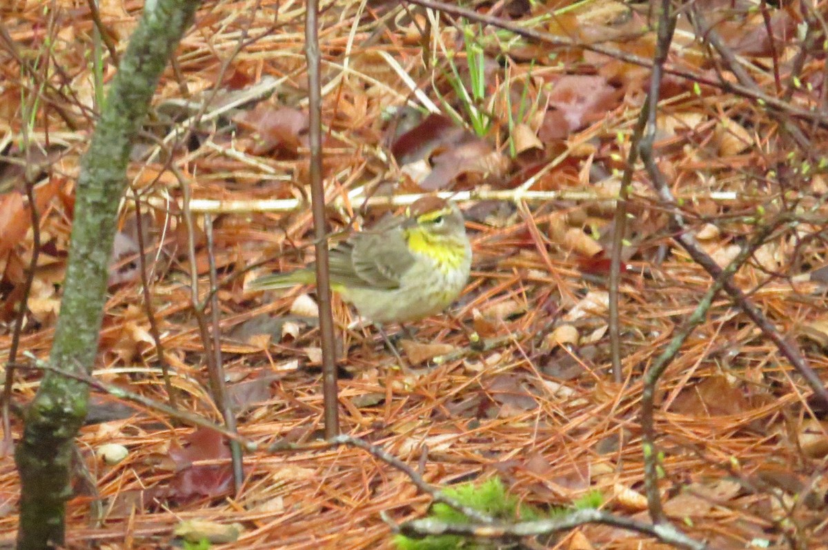 Palm Warbler (Western) - Lisa Meeks