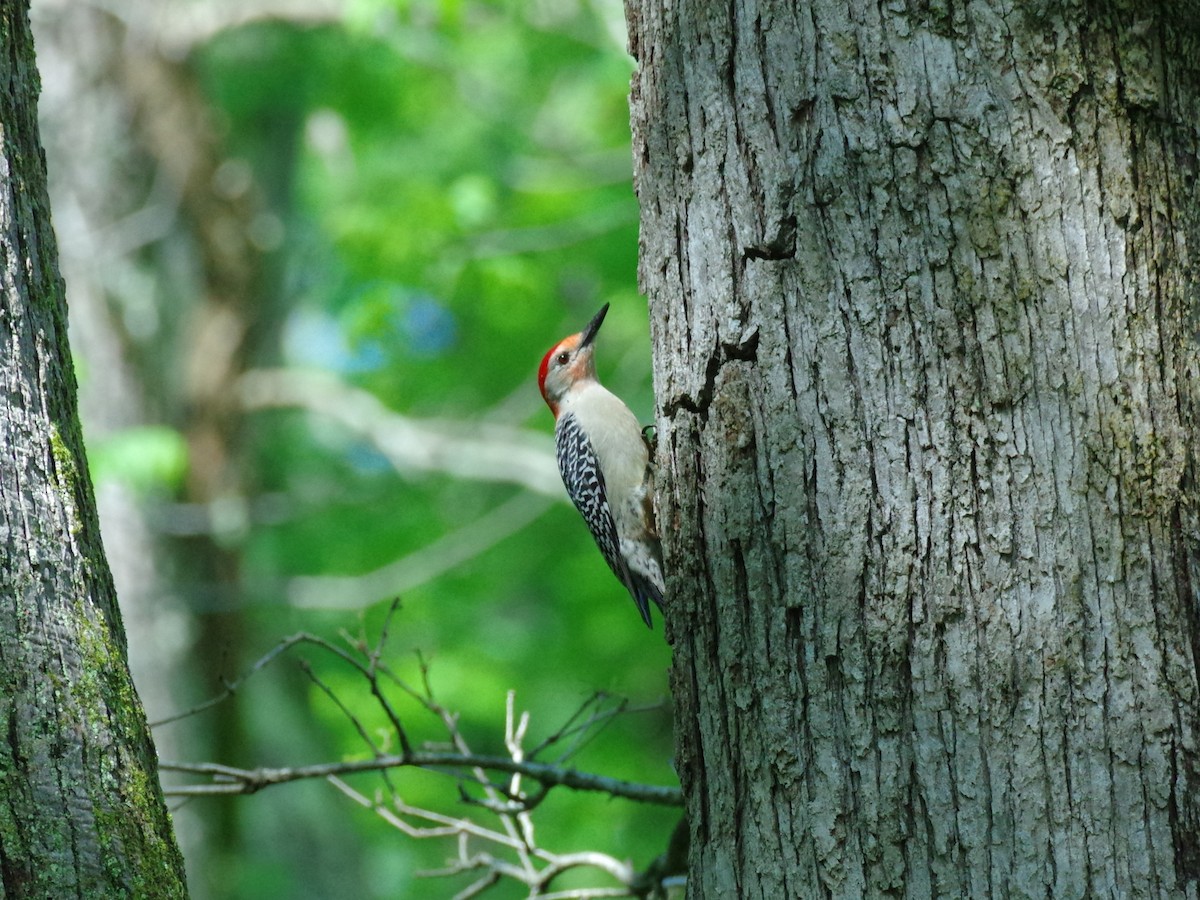 Red-bellied Woodpecker - ML558812401