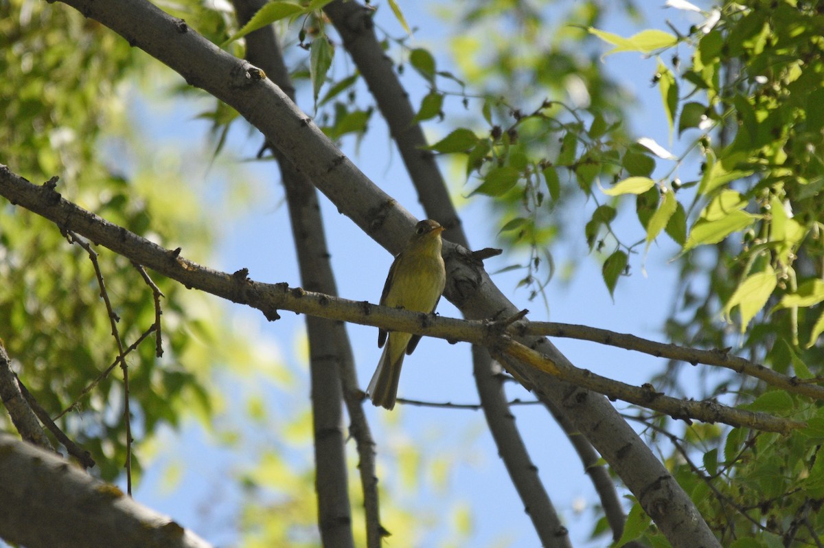 Western Flycatcher (Pacific-slope) - ML558813851