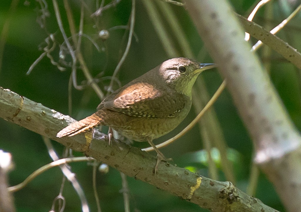 Chochín Criollo - ML55881551